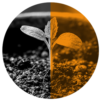 Sustainability - Young seedling plant sprouting from rich soil on amber split circle